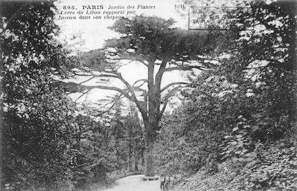 201 Jardin des plantes. Cèdre du Liban