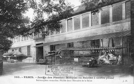 202 Jardin des plantes. Rorqual ou baleine à ventre plissé