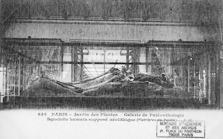 204 Jardin des plantes. Galerie de Paléonthologie. squelle humain supposé nélithique