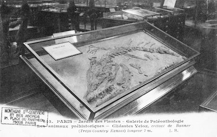 208 Jardin des plantes. Galerie Paléonthologie. Clidastes velox