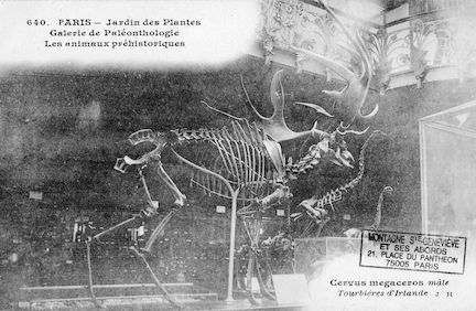 209 Jardin des plantes. Galerie de Paléothologie. Cervus megaceros