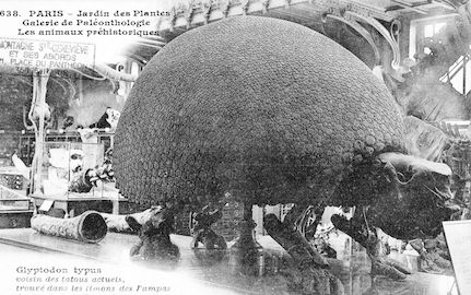 210 Jardin des plantes. galerie de paléothologie. Glyptodon typus