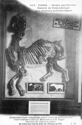 211 Jardin des plantes. Galerie de paléontologie. Palaeotherium magnum