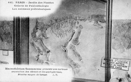212 Jardin des plantes. Galerie de Paléonthologie. Macrotherium sansanense