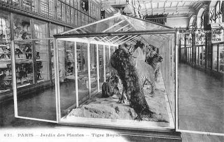 219 Jardin des plantes. Tigre royal