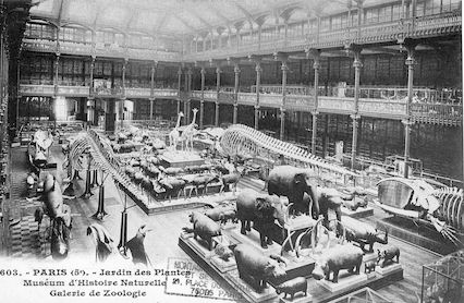 221 Jardin des plantes. Museum d'histoire naturelle. Galerie de zoologie