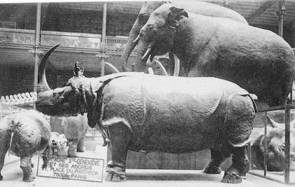 222 Jardin des plantes. Galerie de Zoologie