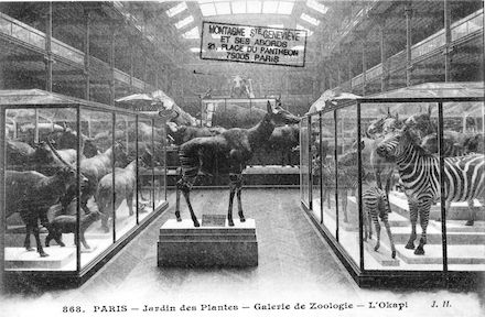 223 Jardin des plantes. Galerie de Zoologie. L'Okapi