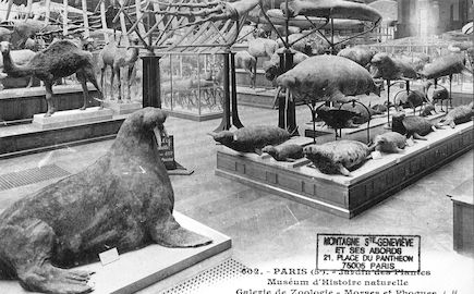224 Jardin des plantes.  Morses et Phoques