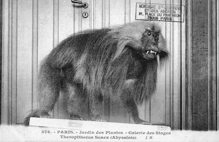 225 Jardin des plantes. Galerie des singes. Theropithecus senex
