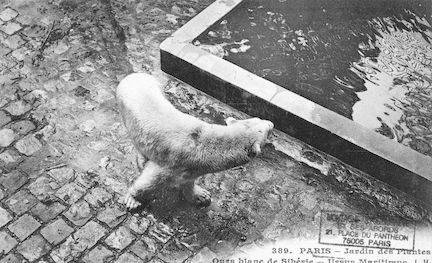 226 Jardin des plantes. Ours blanc de Sibérie