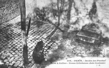 228 Jardin des plantes. Ours à collier. Ursus thibetanus