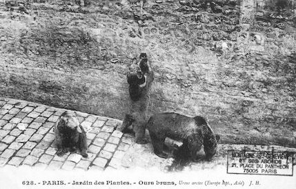 229 Jardin des plantes. Ours bruns. Ursus arctos
