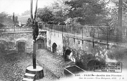 230 Jardin des plantes. Ours des cocotiers. Ursus malayensis