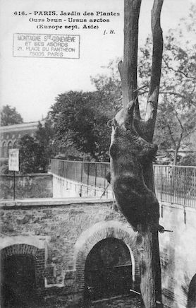 231 Jardin des plantes. Ours brun. Ursus arctos