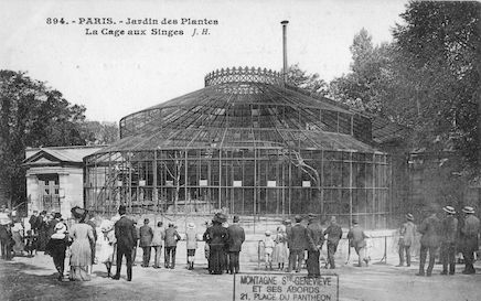 232 Jardin des plantes. La cage aux singes