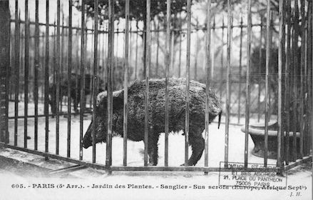 235 Jardin des plantes. Sanglier. Sus scrofa