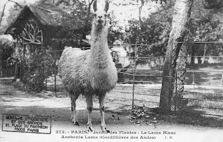 236 Jardin des plantes. Le lama blanc. Anchenia lama