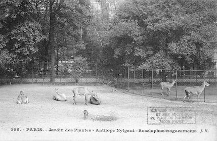 237 Jardin des plantes. Antilope Nylgaut. Boselaphus tragocamelus