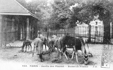 238 Jardin des plantes. Biches de France