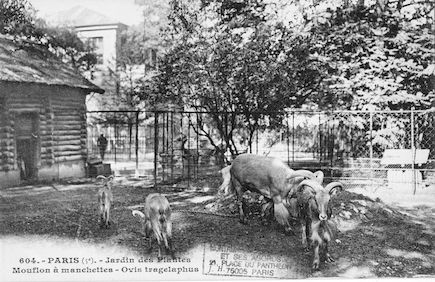 239 Jardin des plantes. Mouflon à manchettes. Ovis tragelaphus