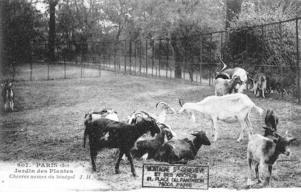 240 Jardin des plantes. Chèvres naines du Sénégal