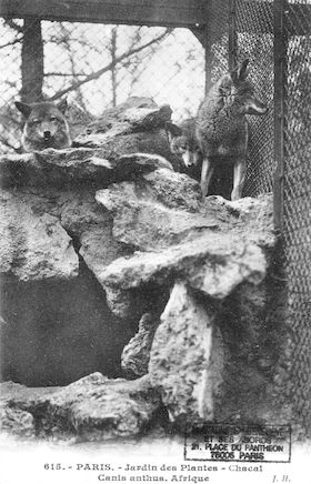 243 Jardin des plantes. Chacal. Canis anthus