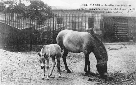 244 Jardin des plantes. Jument sauvage Przewalski et son petit. Equus przewalski