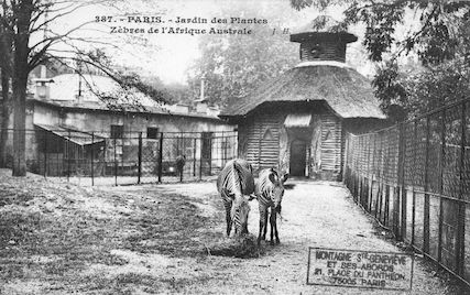 245 Jardin des plantes. Zèbres de l'Afrique australe