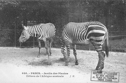 246 Jardin des plantes. Zèbres de l'Afrique australe