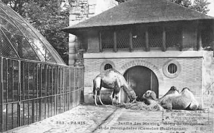 248  Jardin des plantes. Métis de chameau et dromadaire. Camelus Bactrianus