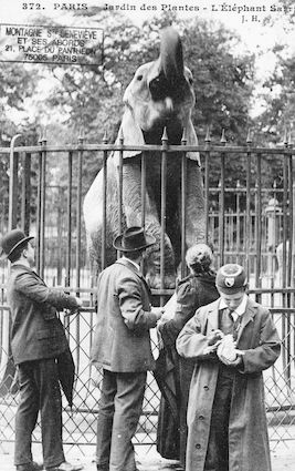 250 Jardin des plantes. L'éléphant Sarrith