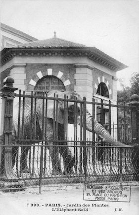 252 Jardin des plantes. L'éléphant Saïd
