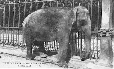 254  Jardin des plantes. L'éléphant