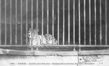 255 Jardin des plantes. Guépard Cynelurus jubatus