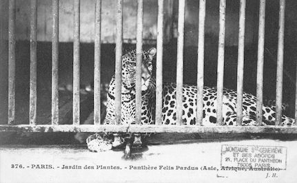 256  Jardin des plantes. Panthère. Felis pardus
