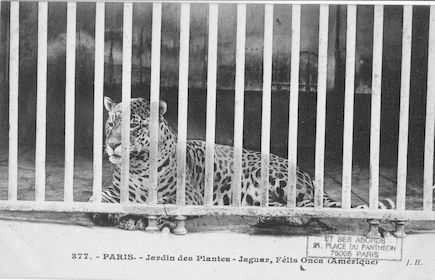 257 Jardin des plantes. Jaguar. Felis onca
