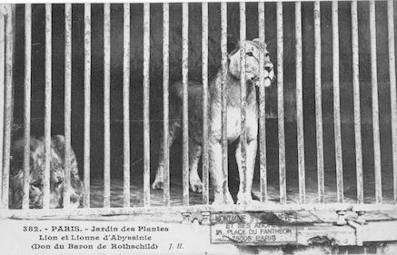 258 Jardin des plantes. Lion et lionne d'Abyssinie
