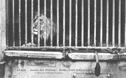 259 Jardin des plantes. Desta, lion d'Abyssinie