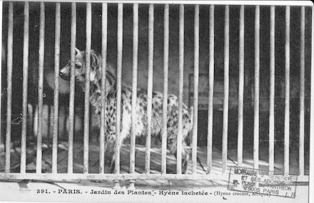 261 Jardin des plantes. Hyène tachetée. Hyena crocuta.