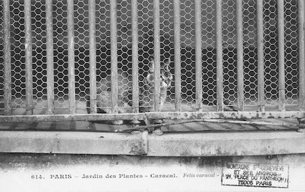 262 Jardin des plantes. Caracal. Felis caracal