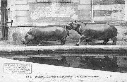 263 Jardin des plantes. Les Hippopotames