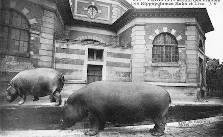 264 Jardin des plantes. ls Hippopotames Kako et Liza