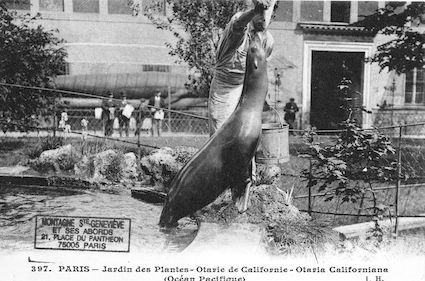 265 Jardin des plantes. Otaries de Californie. Otaria californiana