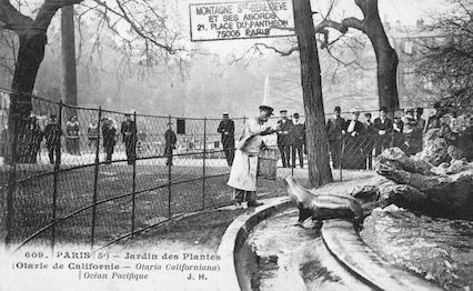 266A  Jardin des plantes. Otarie de Californie. Otaria californiana