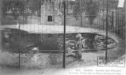 268 Jardin des plantes. La loutre pêchée dans la Seine à Juvisy-sur-Orge