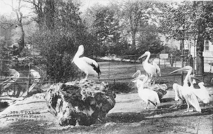 270 Jardin des plantes. Les Pélicans