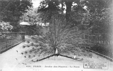 272 Jardin des plantes. Le Paon