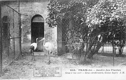 273 Jardin des plantes. Grue à bec vert.   Grus viridirostris