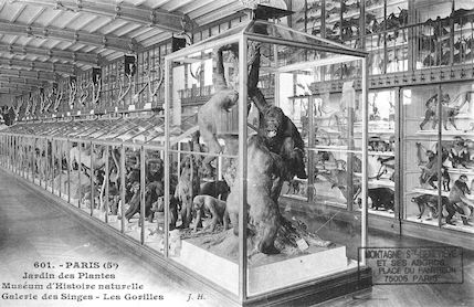 496 Jardin des plantes. Museum d'histoire naturelle Galerie des singes. Les Gorilles
